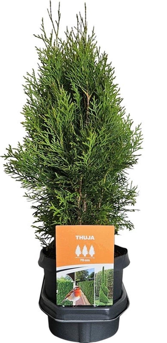 <h4>Hedgeline Thuja occidentalis Smaragd 50-60 C3</h4>