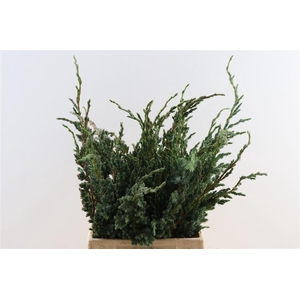 Juniperus Squamata Meyeri Bio