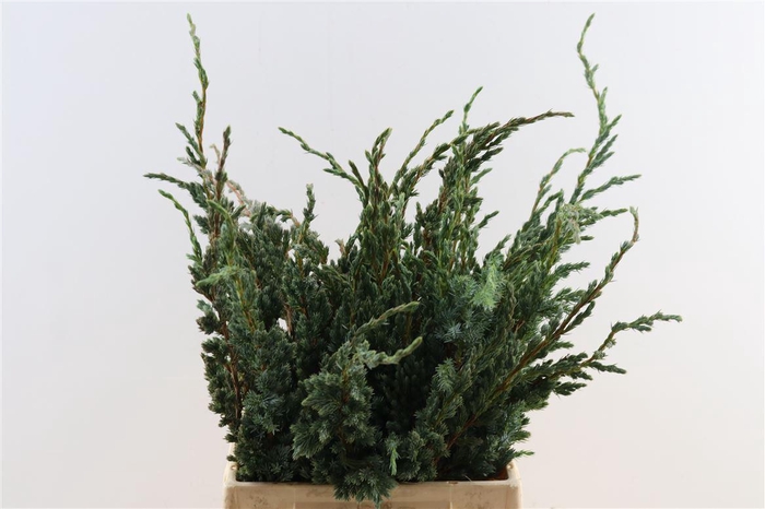 <h4>Juniperus Squamata Meyeri Bio</h4>
