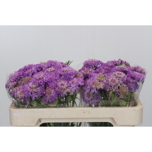 Scabiosa atropurpurea Bon Bon Scoop Ube