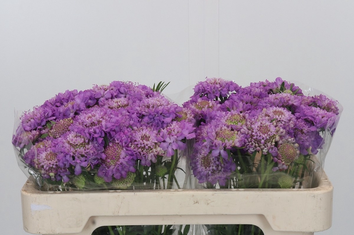 <h4>Scabiosa atropurpurea Bon Bon Scoop Ube</h4>