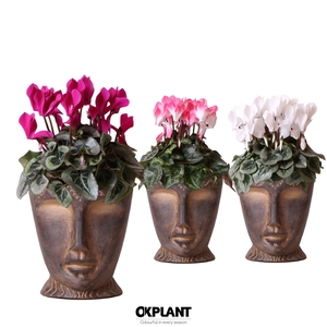Cyclamen mix in Totem Mask pot