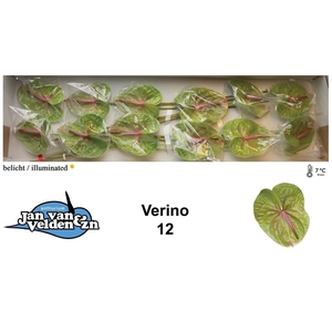 Anthurium verino