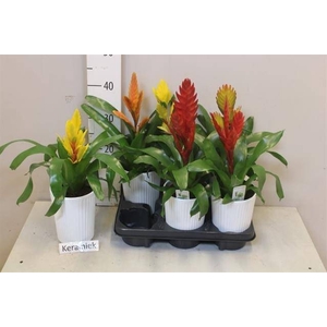 ARR BROMELIA