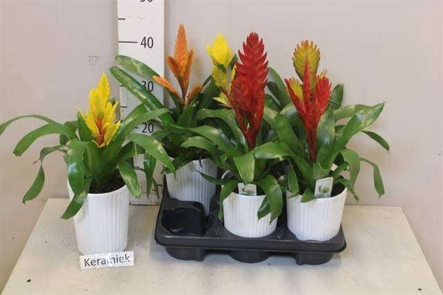<h4>ARR BROMELIA</h4>