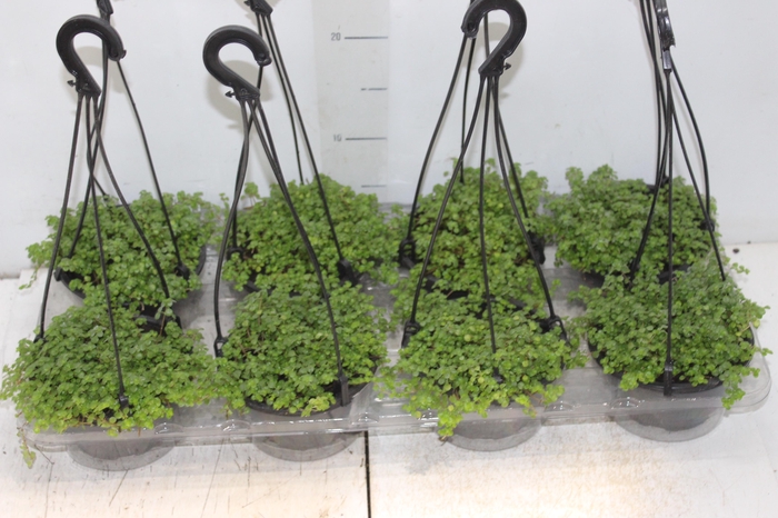 <h4>BARBA DE MOISES C13</h4>