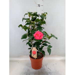 Camellia reticulata 'Mary Williams'