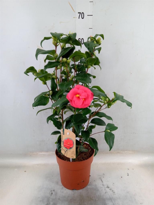 <h4>Camellia reticulata 'Mary Williams'</h4>