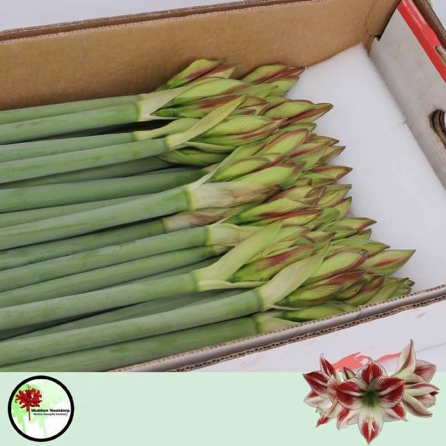 <h4>HIPP GA AMBIANCE</h4>