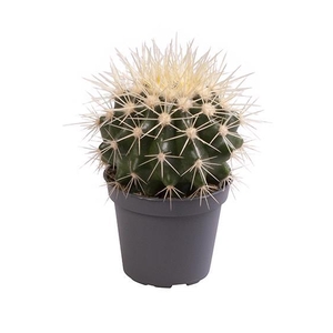 ECHINOCACTUS GRUSONII P6