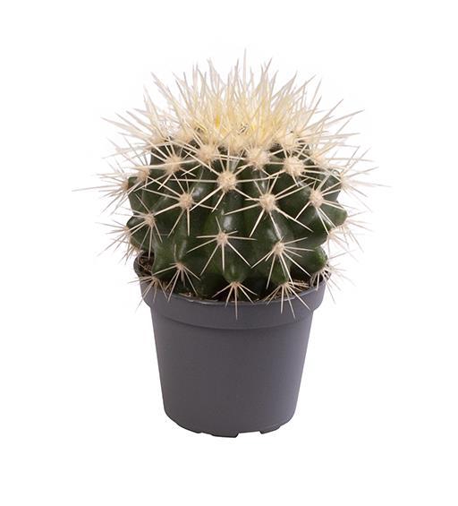 <h4>ECHINOCACTUS GRUSONII P6</h4>