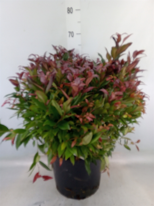 <h4>Leucothoe axillaris 'Zeblid'</h4>