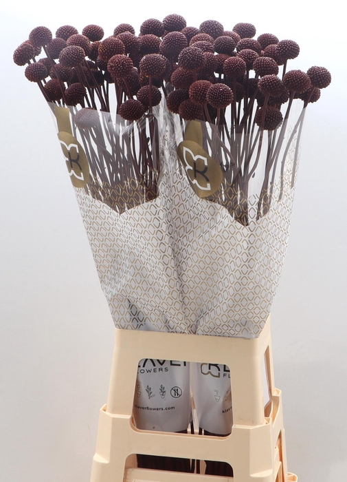 <h4>CRAS KLB H%</h4>