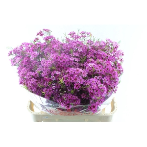 Chamelaucium Purple Rain