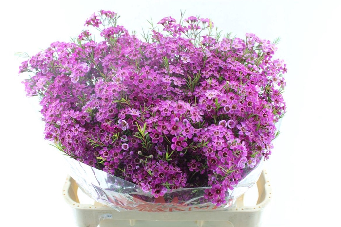 <h4>Chamelaucium Purple Rain</h4>