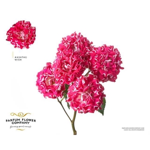 Rosa spray hashtags wish