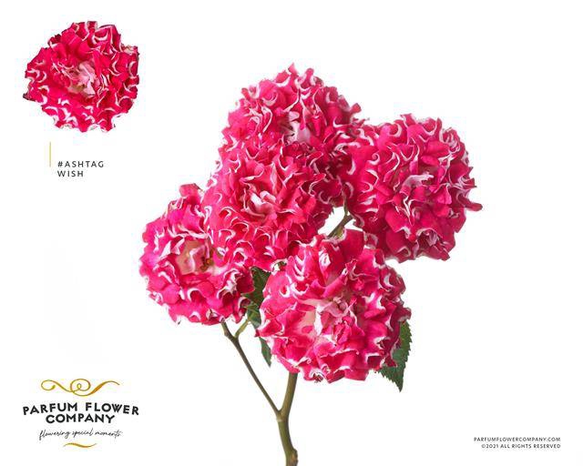<h4>Rosa spray hashtags wish</h4>