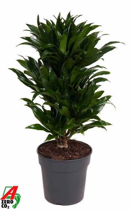 Dracaena Compacta