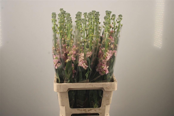 <h4>MATTH PHANT APRICOT</h4>