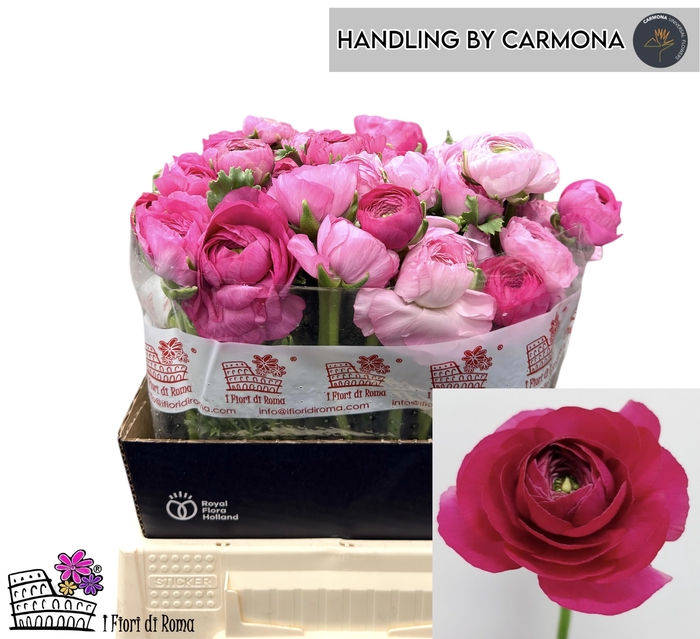 <h4>RAN EL DARK PINK</h4>