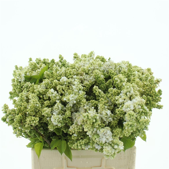 <h4>Syr Vulgaris White (1-2 Kop )</h4>