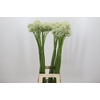 Allium Mount Everest