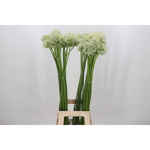 Allium Mount Everest