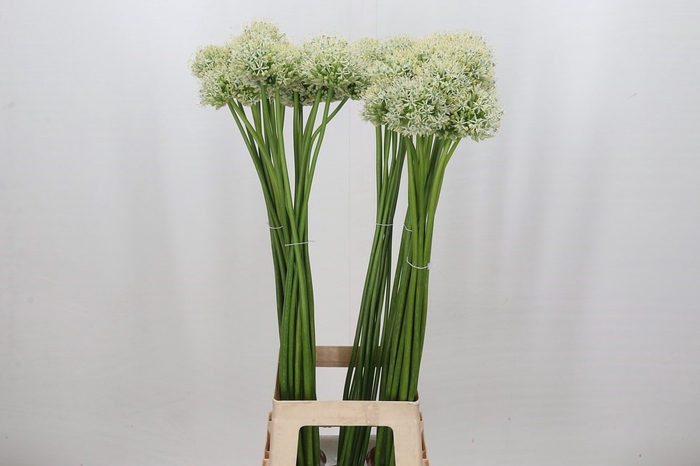 Allium Mount Everest