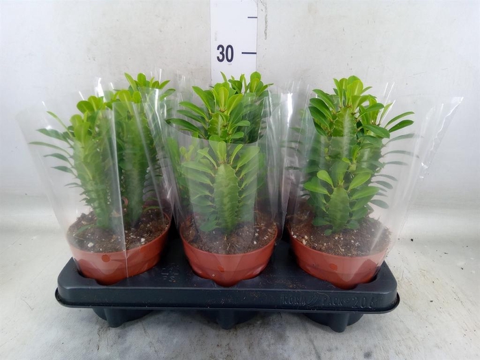 <h4>Euphorbia trigona</h4>
