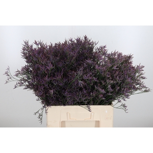 Lim Safora Dark Blue