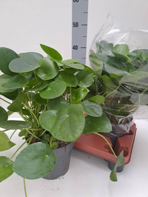 <h4>PILEA PEPEROMIOIDES</h4>