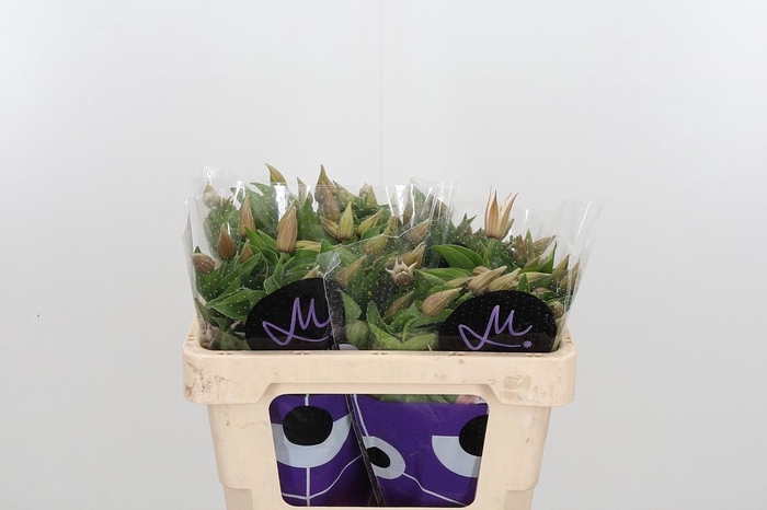 <h4>Clem Amazing Kansas</h4>