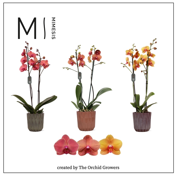 <h4>Mimesis Phal. Orange - 2 spike 12cm in Maria ceramic</h4>