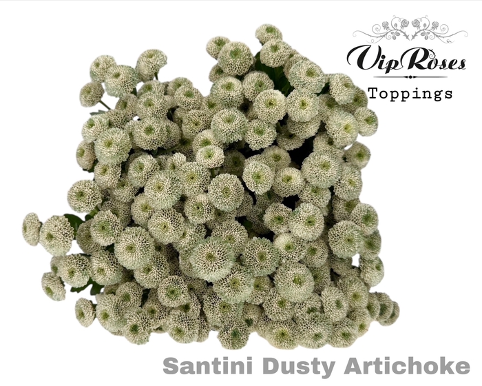 CHR S DUSTY ARTICHOKE
