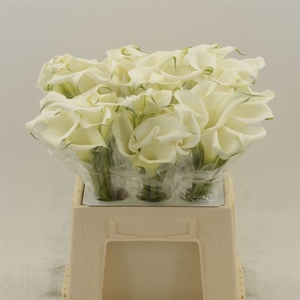 Calla White Art