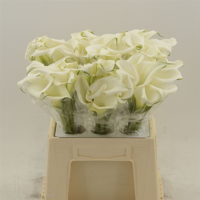 <h4>Calla White Art</h4>