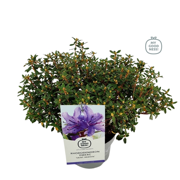 <h4>Rhododendron 30-35 /2 liter 'Saint Merryn' dwerg</h4>