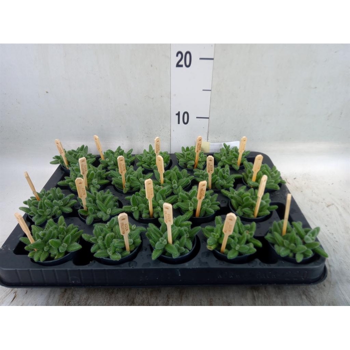 <h4>Delosperma echinatum</h4>