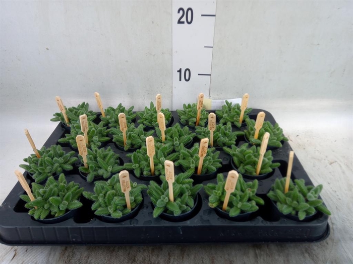 <h4>Delosperma echinatum</h4>