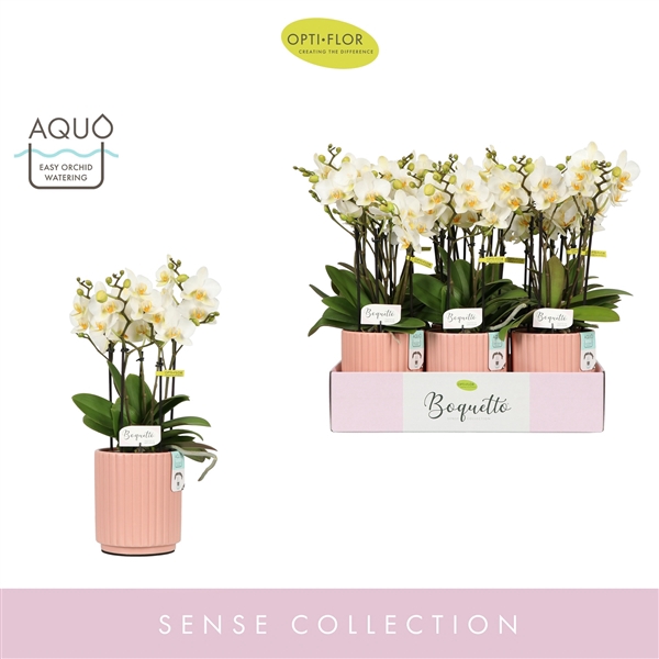 <h4>Boquetto Beauty 3-5 spike in Molise Salmon Aquo</h4>