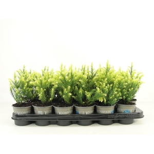 Cryptomeria Vilmorin Gold