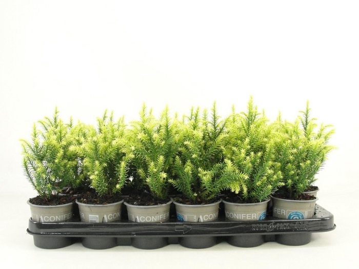 <h4>Cryptomeria Vilmorin Gold</h4>