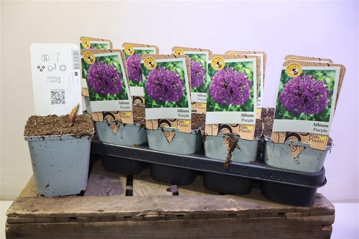 <h4>Alli Ov Purple</h4>