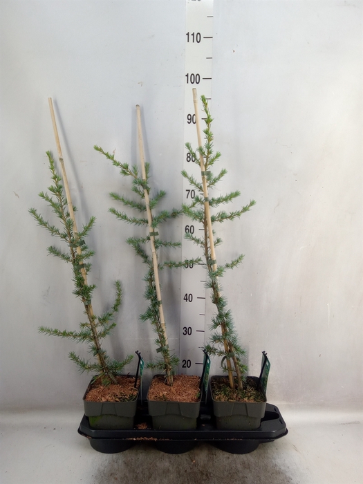 Cedrus libani 'Glauca'