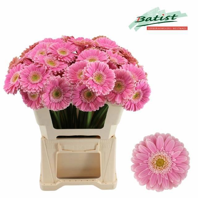 <h4>GE MI ROSAMUNDE</h4>