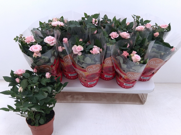 <h4>RO FAV RO PINK</h4>