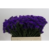 Limonium sinuatum Navy Sun Birds