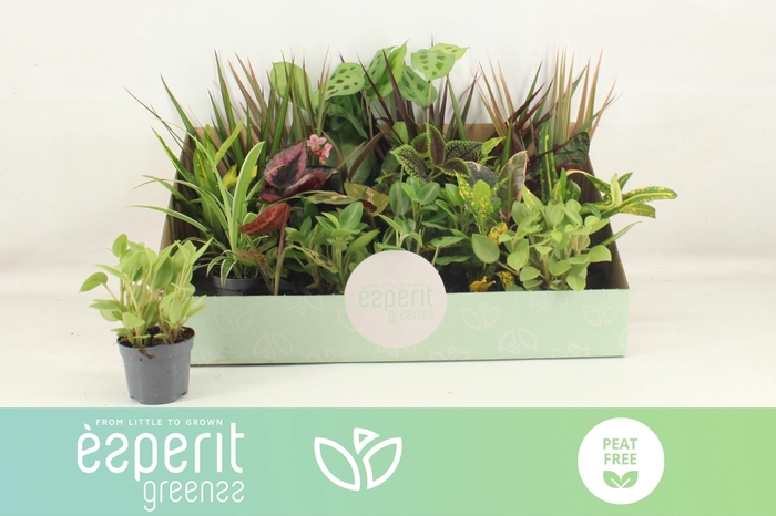 <h4>KAMERPL GEM OV</h4>