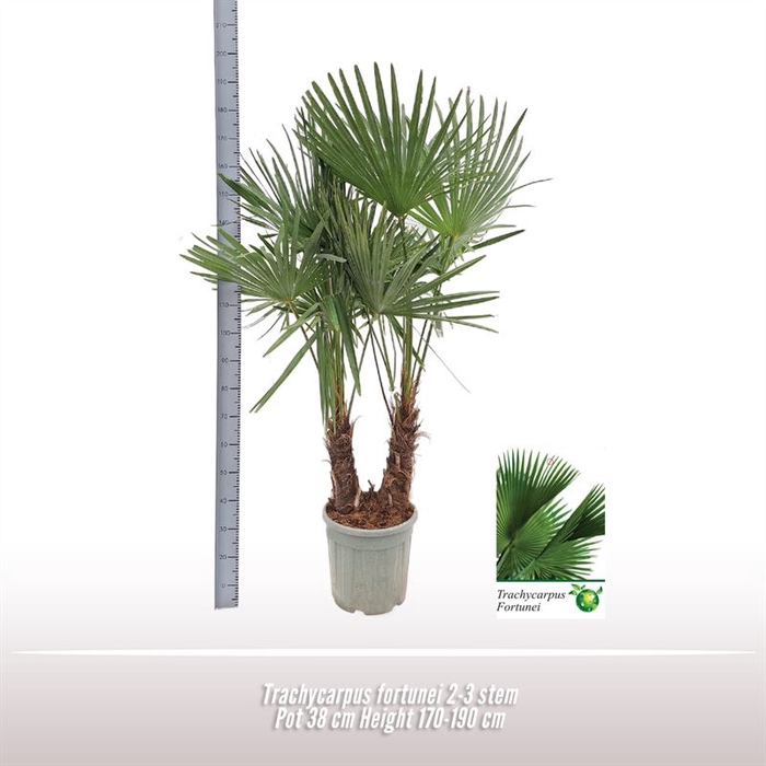 <h4>Trachycarpus fortunei 2-3 stam</h4>