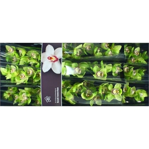 Cymbidium Robin Hood